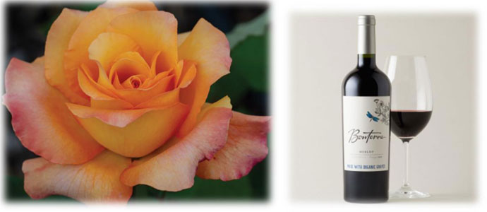 December Scent of the Month - White Tea Rose & Merlot