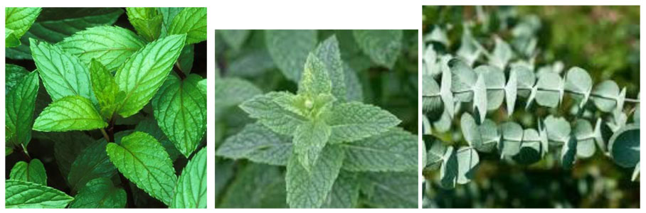 January 2025 Scent of the Month - ucalyptus & Peppermint and Eucalyptus & Spearmint