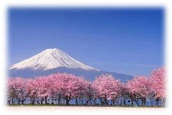 Scent of the Month Japanese Cherry Blossom
